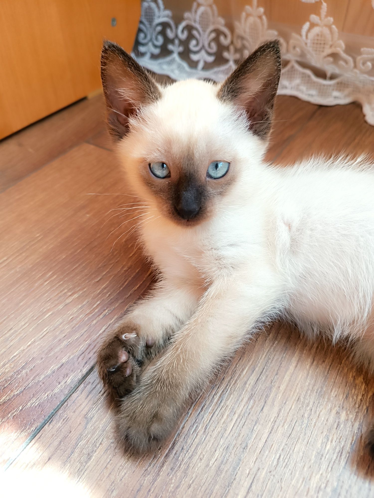 Отдам котят в добрые руки