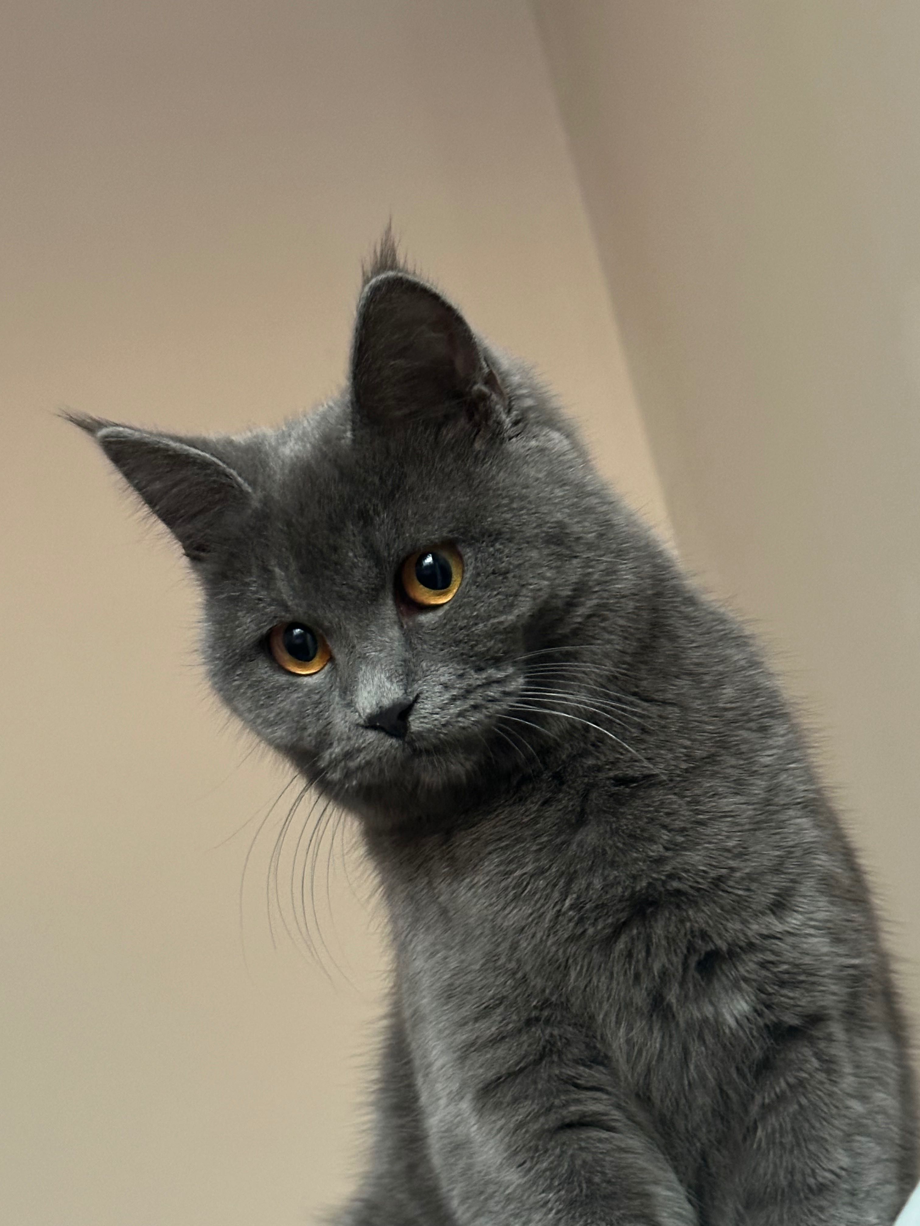 Отдам кота и кошку в надежные руки