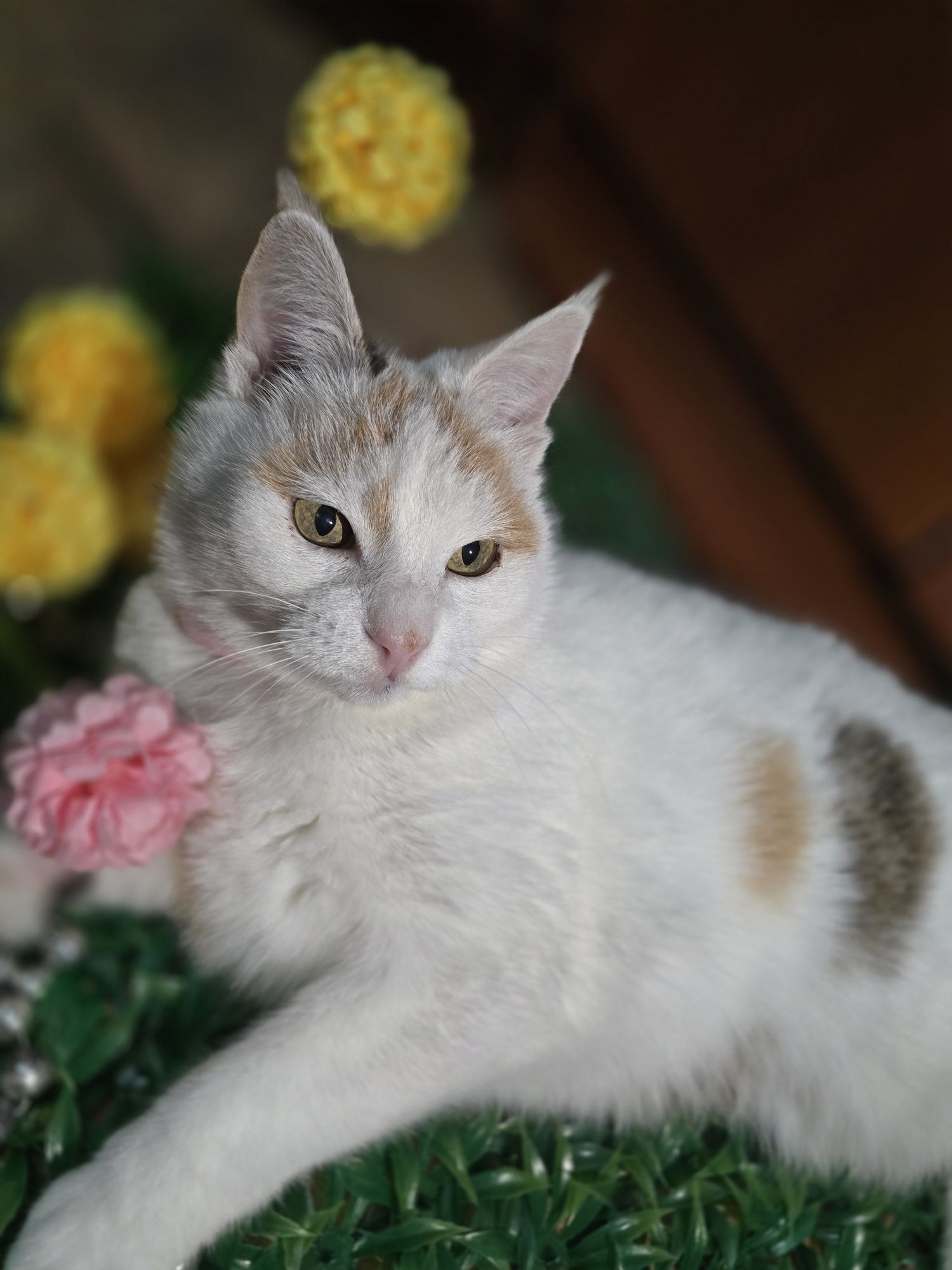 В любящие руки, кошка Снежана