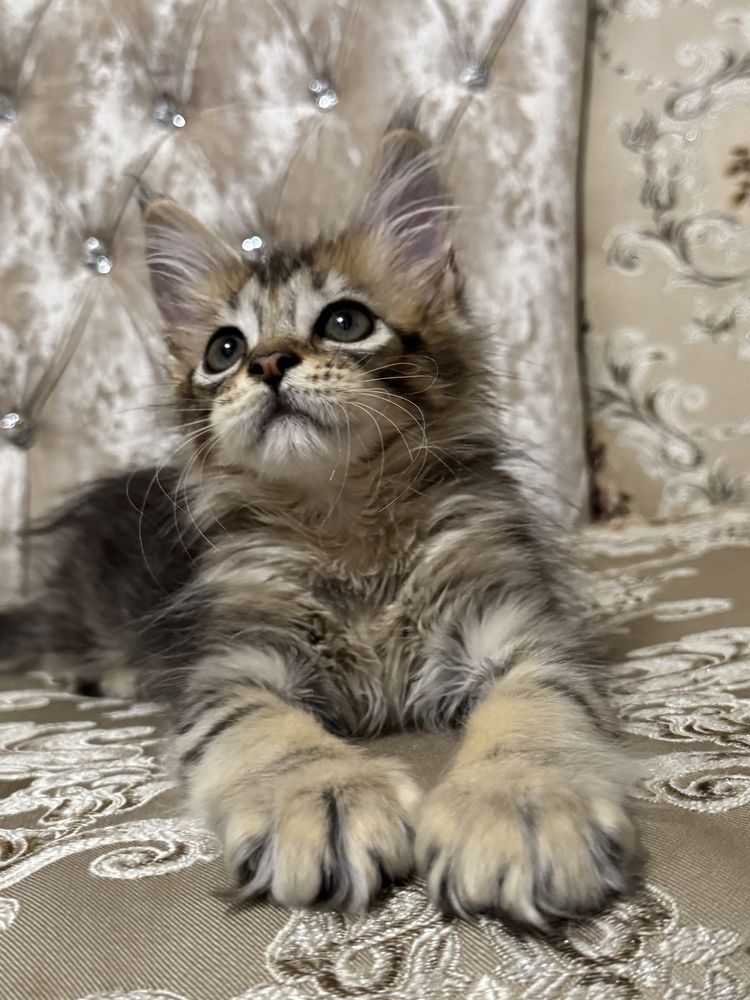 Котята мейн-кун нежные гиганты
