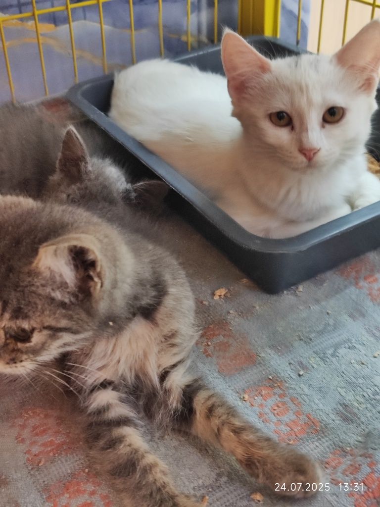 Отдам котят в добрые руки