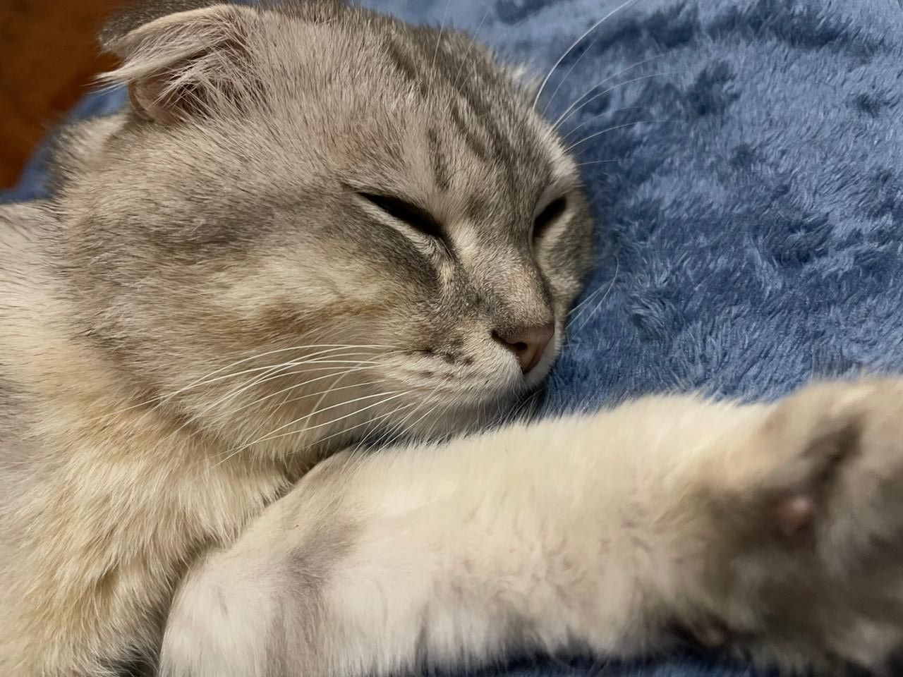 Молодой котик ищет свой дом