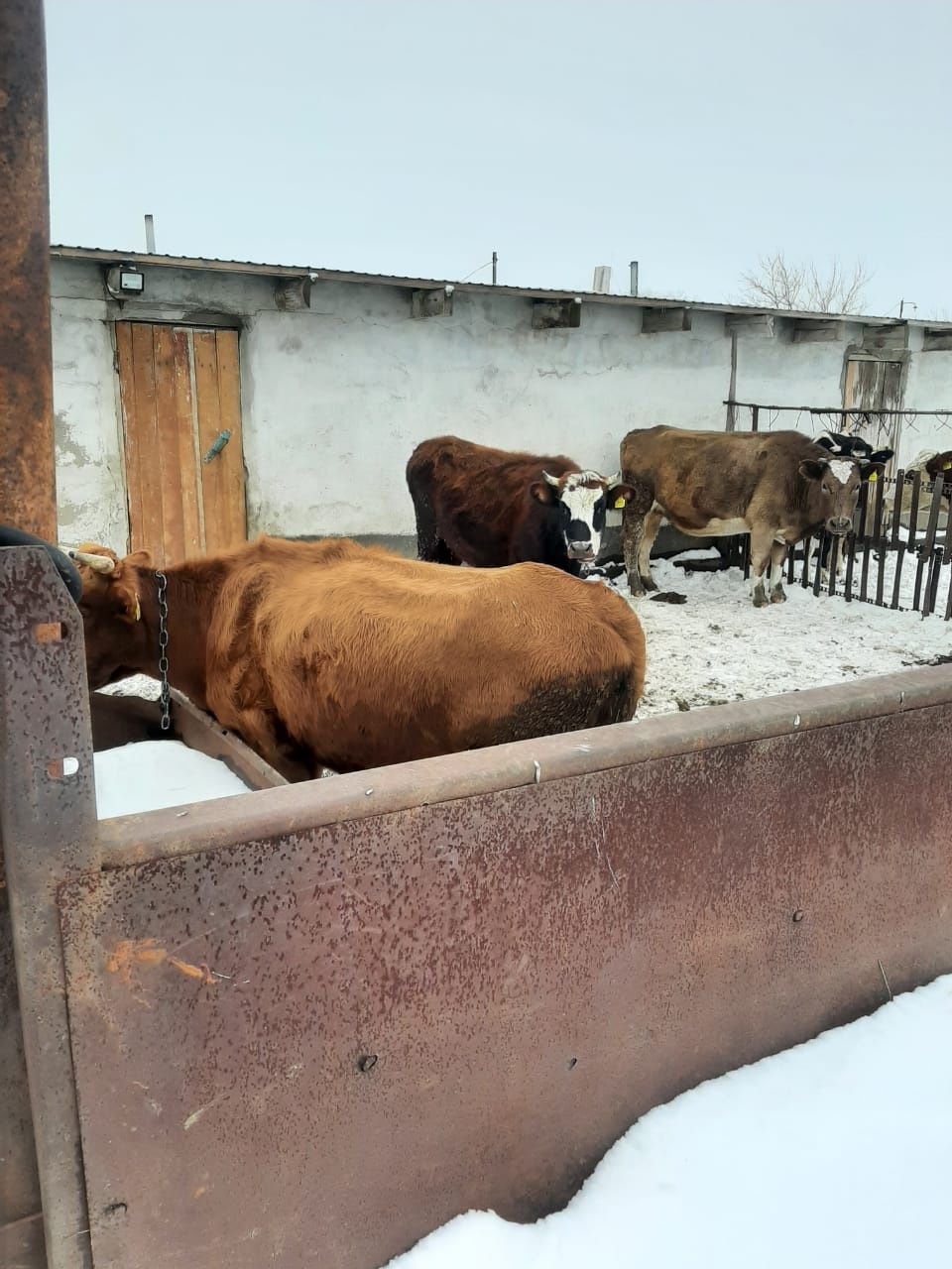 Продам телят, коров, торг при осмотре