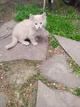 Отдам даром котята