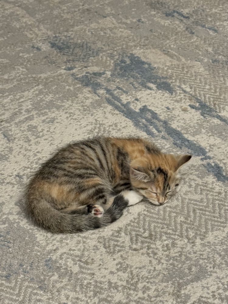 Котят в добрые руки