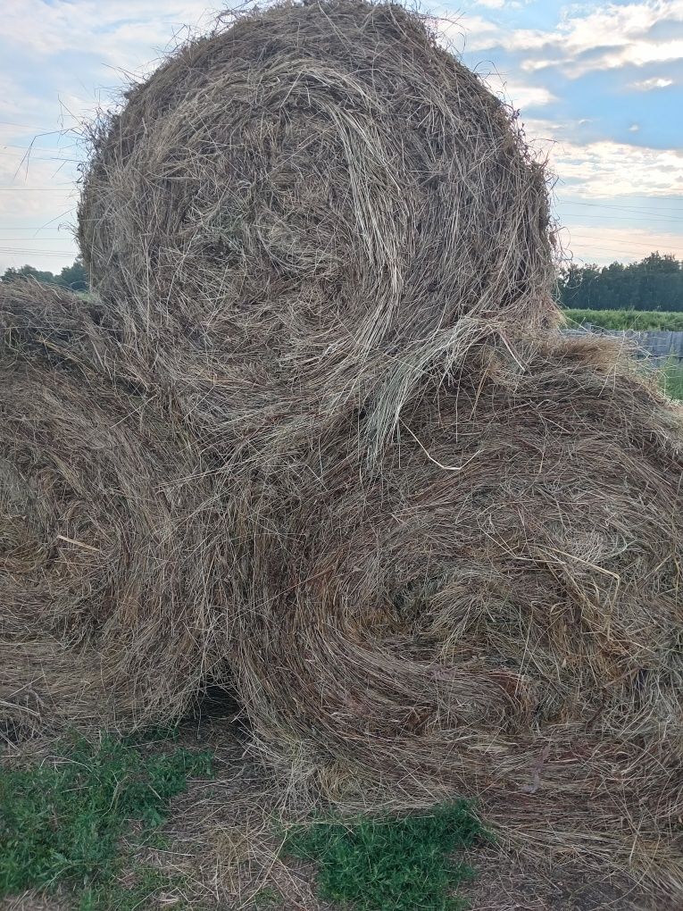 Продам сено в рулонах