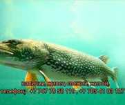 Малёк жирец сарга