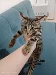 Отдам котёнка в хорошие руки