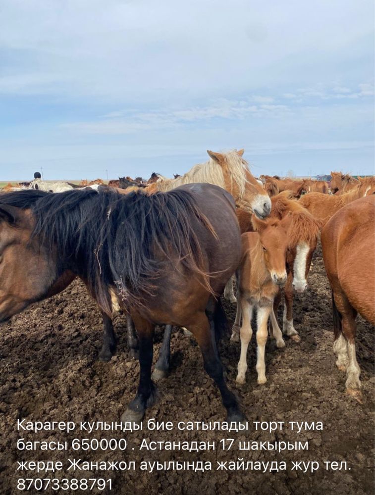 Кулынды бие сатылады Астанадан 17 шакырым жерде