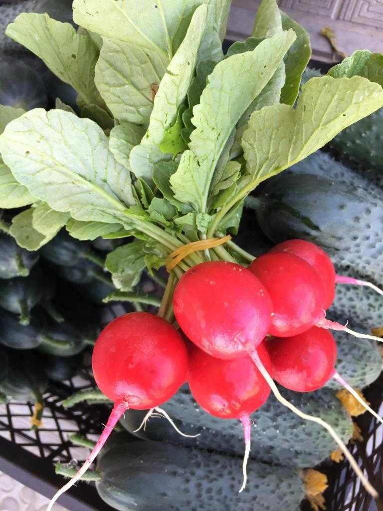 Продается свежая, вкусная и полезная редиска