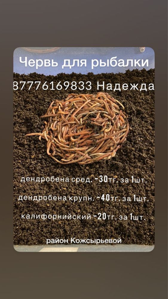 Червь для рыбалки Дендробена и Калифорнийский