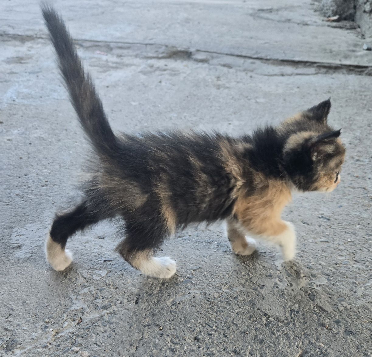 Котята бесплатно