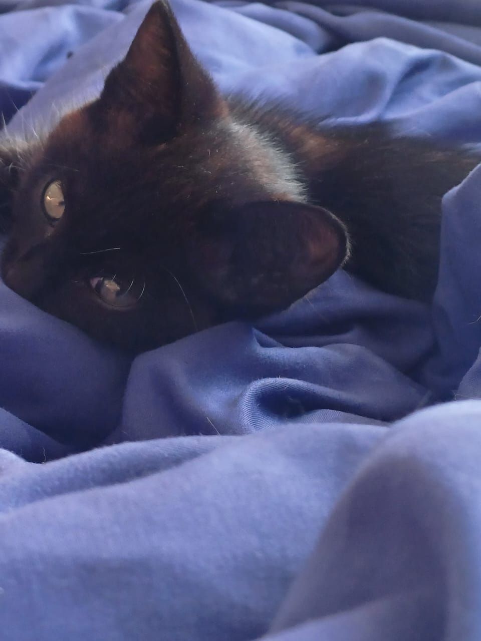Кот чорны оригинал