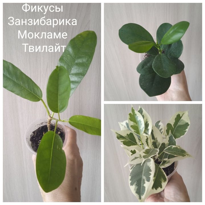 Фикусы разных сортов