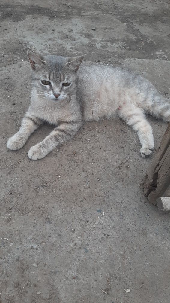 Отдам в добрые руки