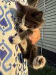 Отдам котят в хорошие руки