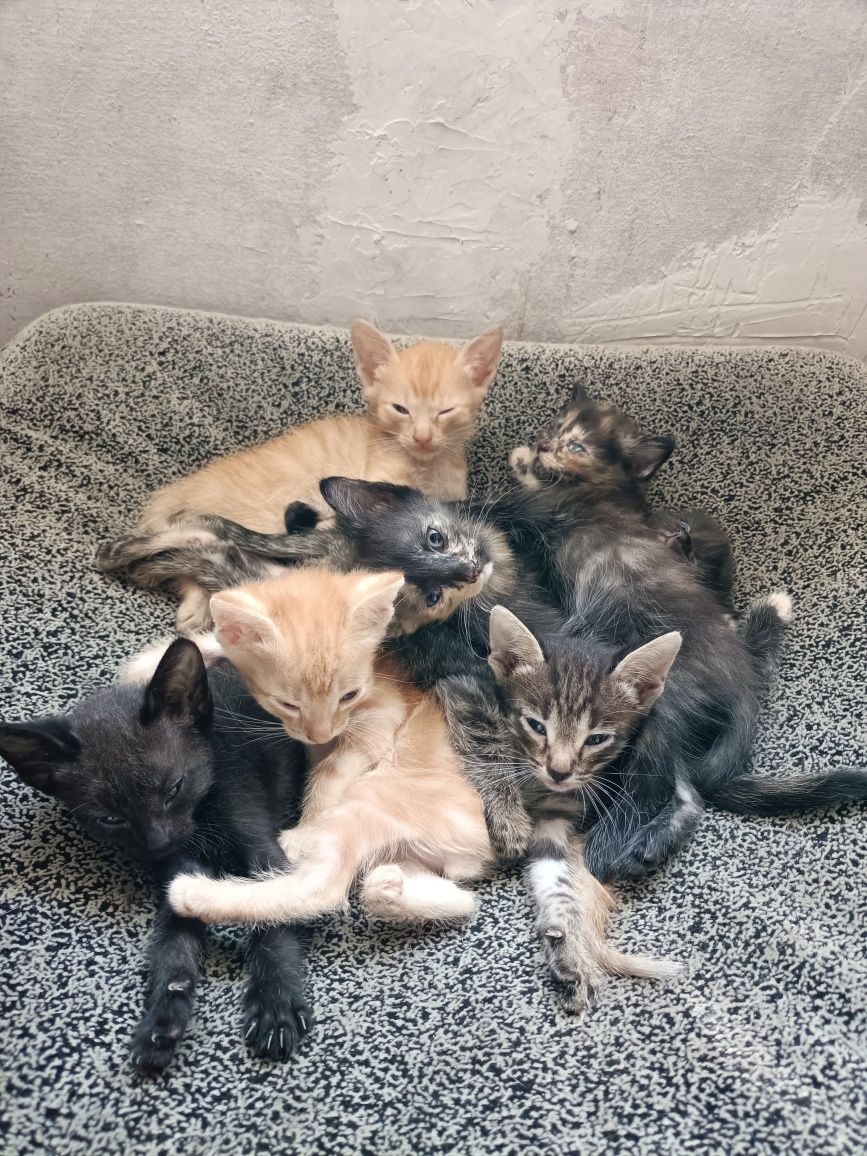 Отдам котят в добрые руки