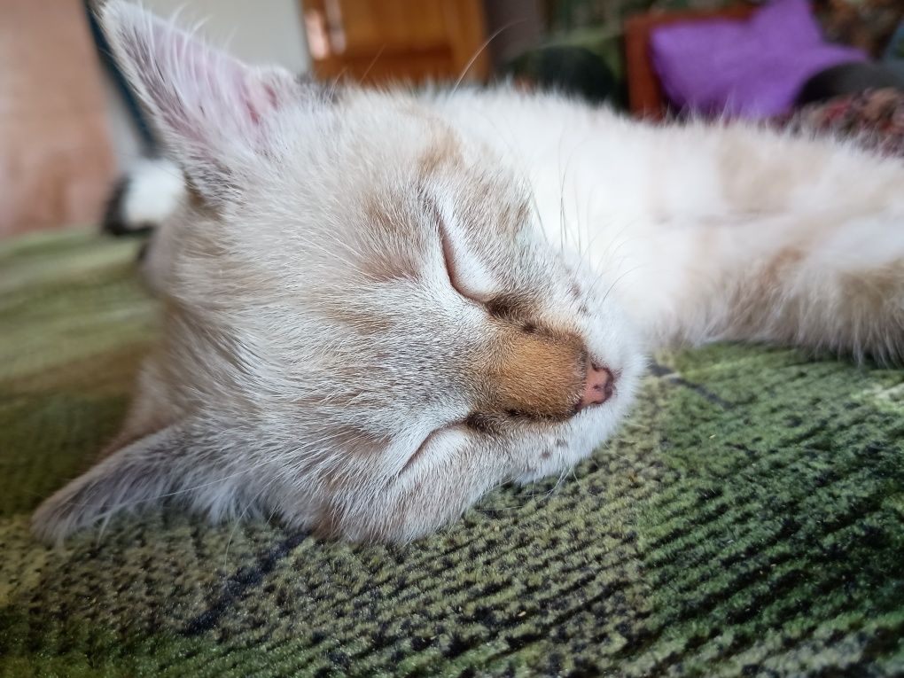 Породистые котятки!!!