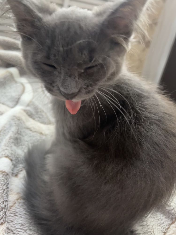 Котенок в добрые руки