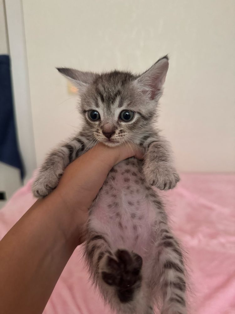 котята 6 - 500тг