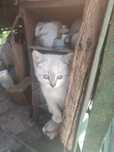Отдам котенка  бесплатно