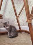Котенок. Кошечка