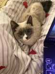 Сиамский котенок девочка. В подарок все принадлежности