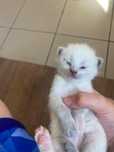 Продам 4 котят вислоухи