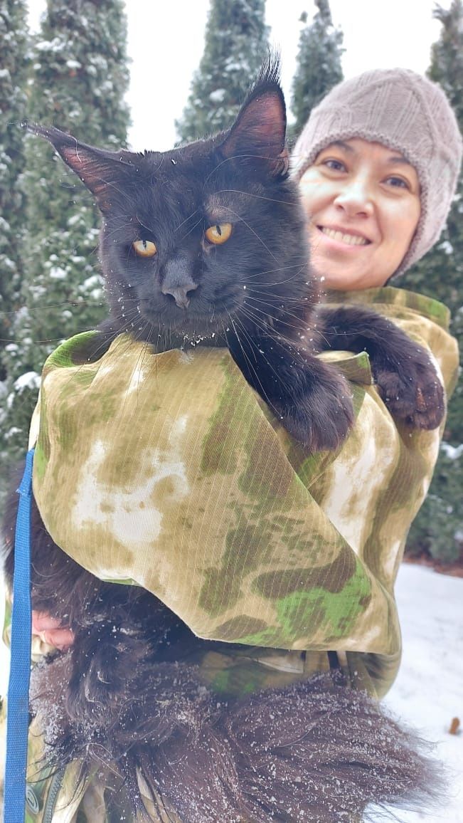 Крупные породные котята Мейн-кун в Рассрочку!