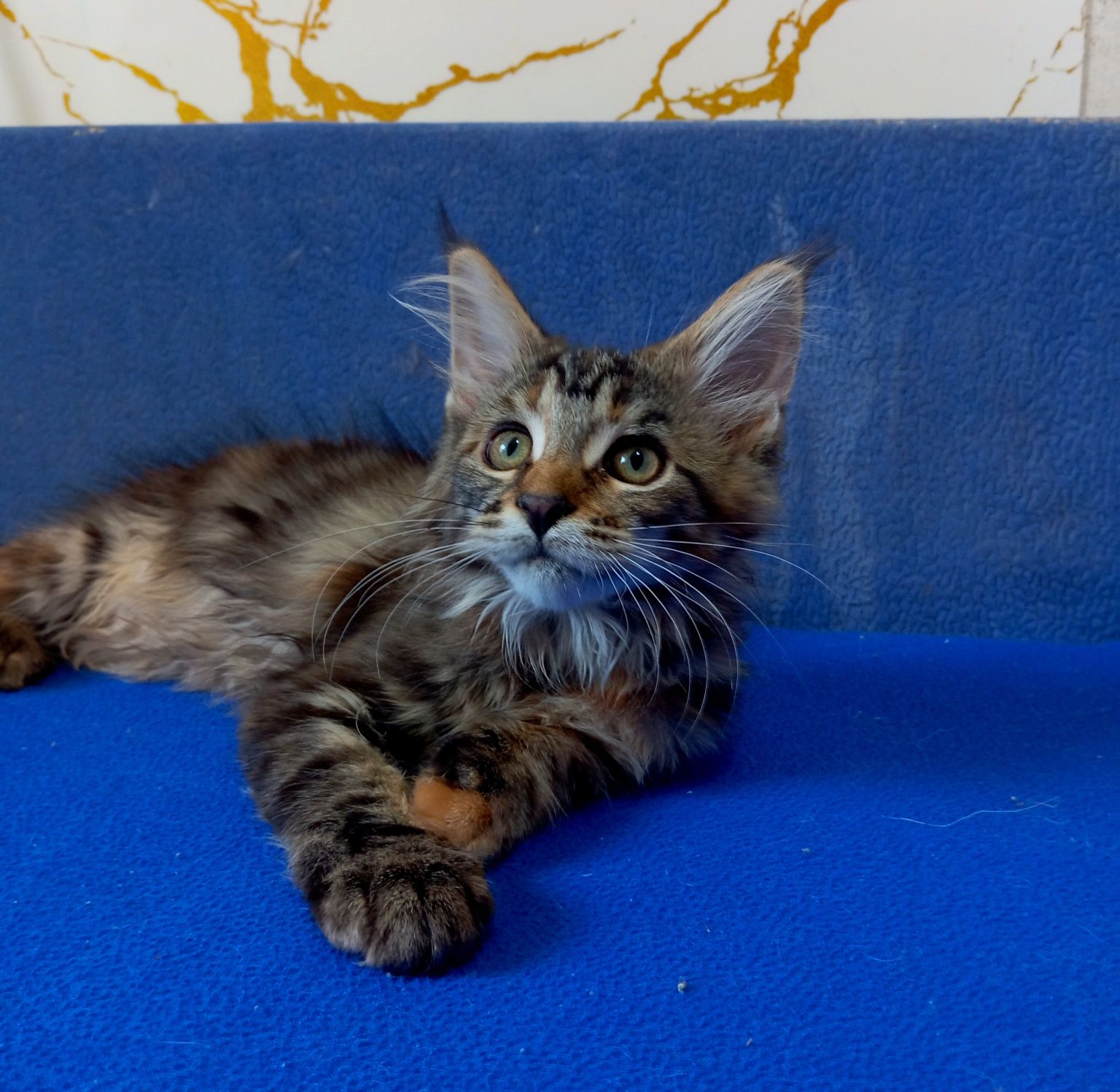 Котята породы Мейн Кун