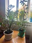 Продаю Цветы Доллар Фикус