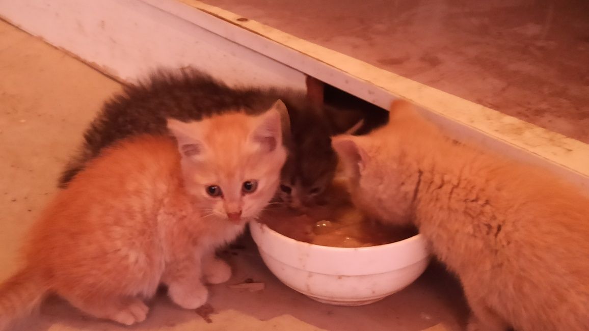 Срочно отдам котят в хорошие руки