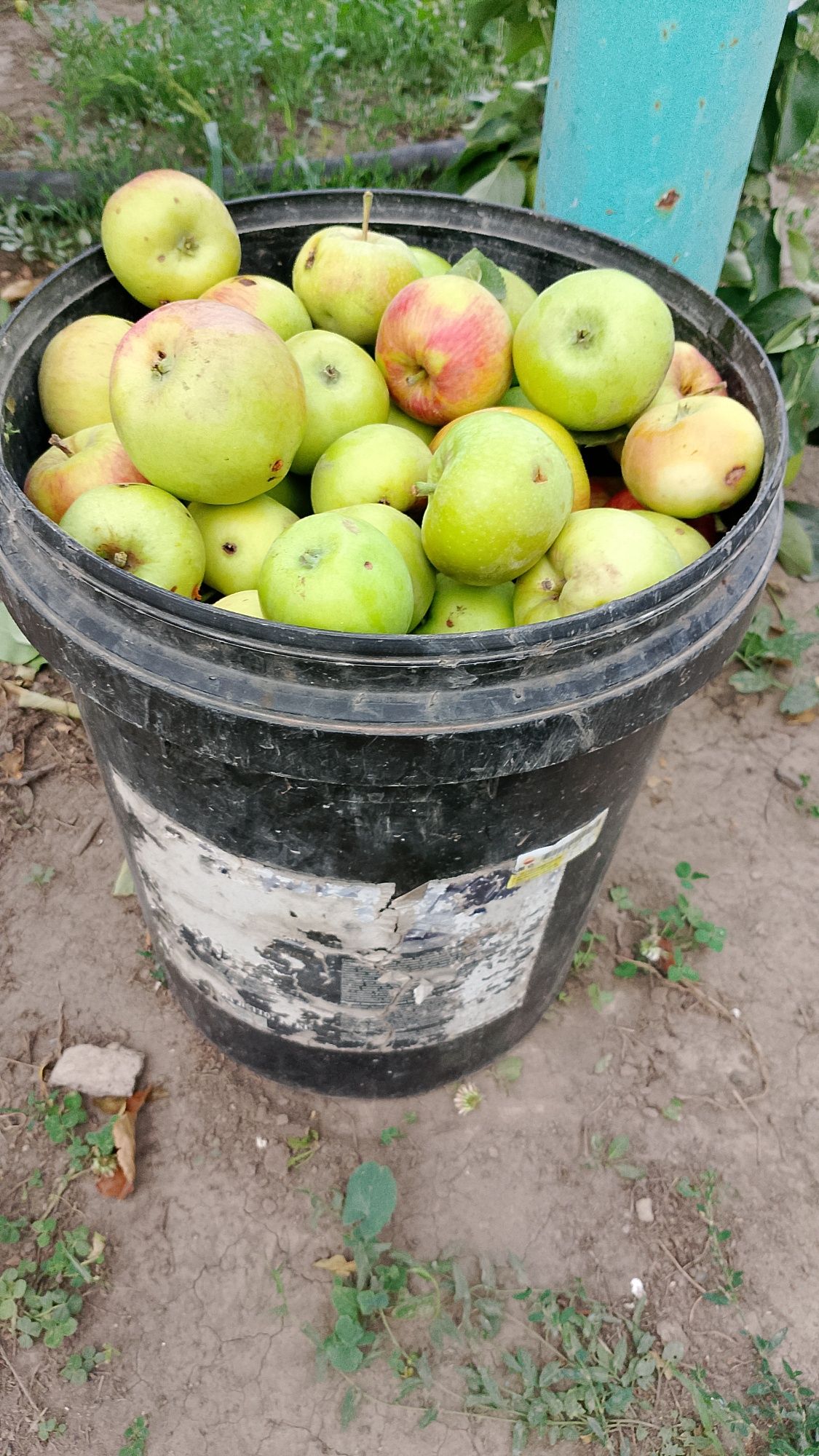 Продам абрикосы и яблоки