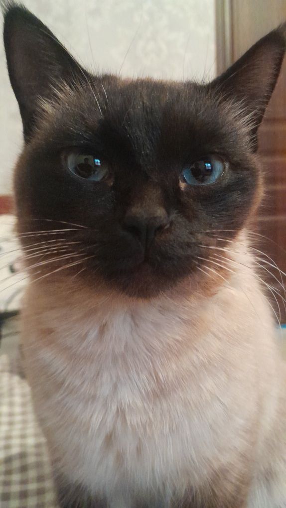Срочно котята в добрые руки