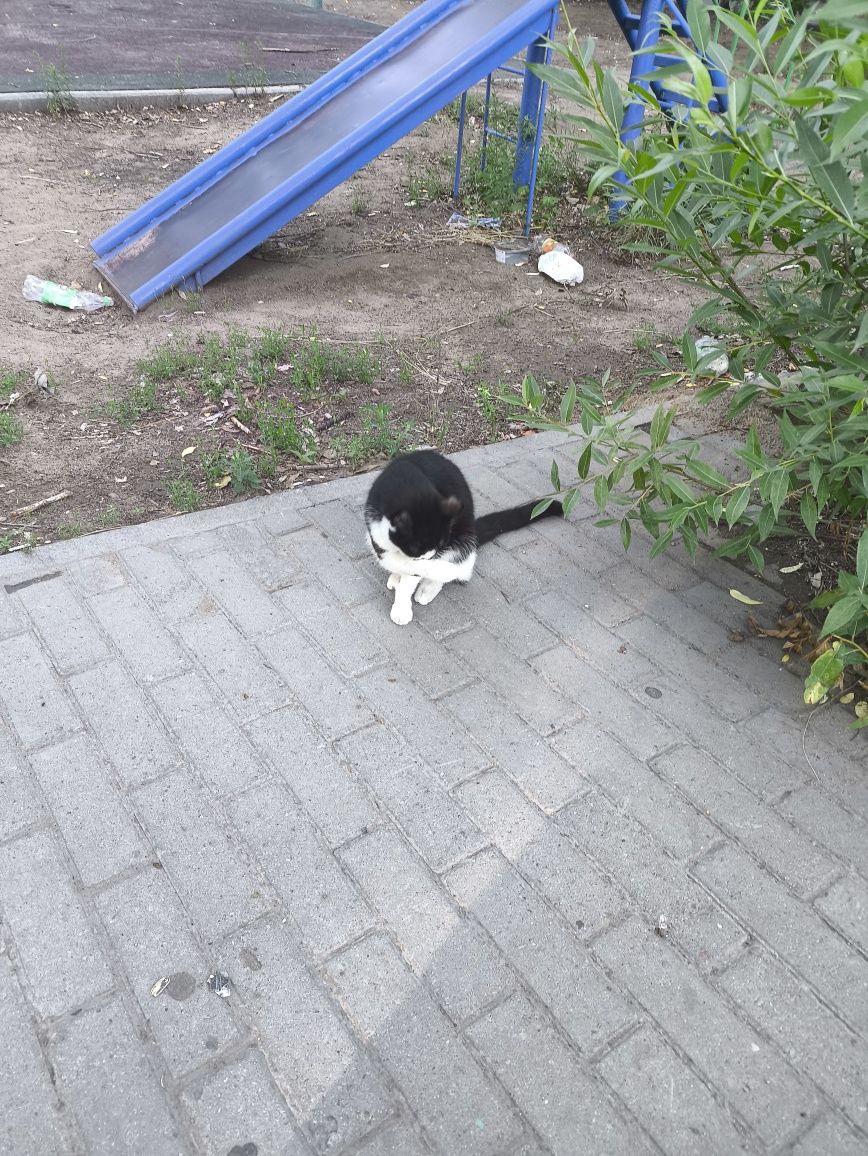 Помогите пристроить котёнка