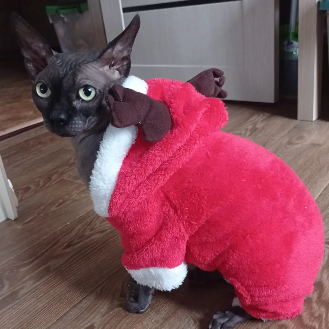 Беру на передержку