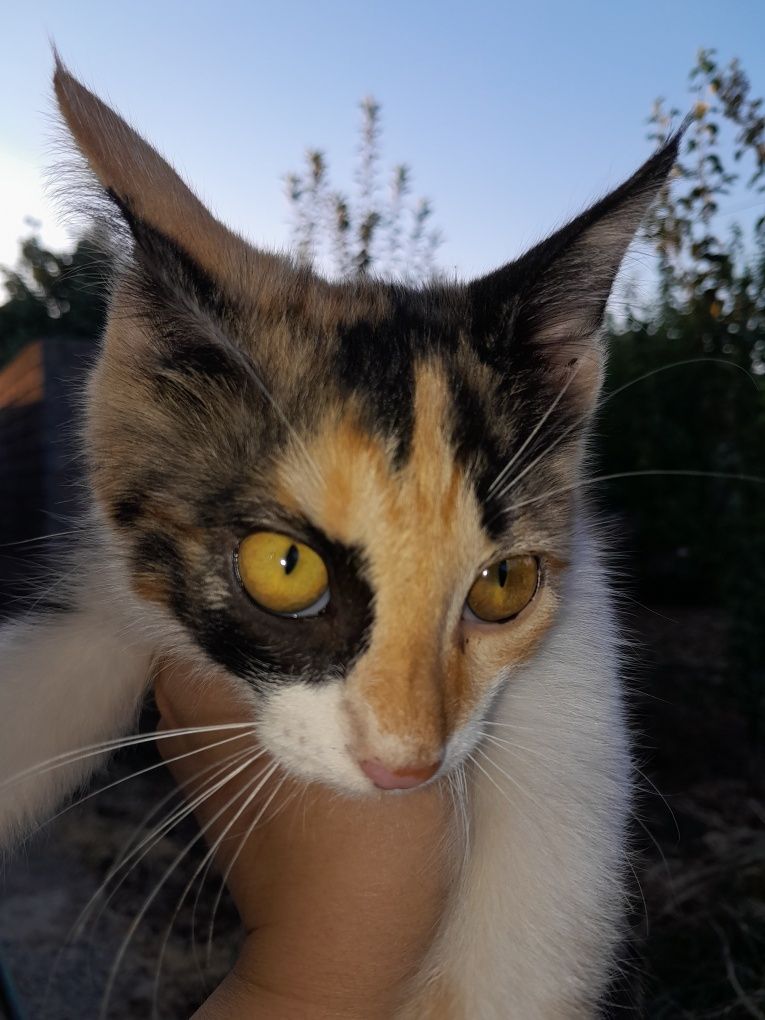 Отдам котят в хорошие руки