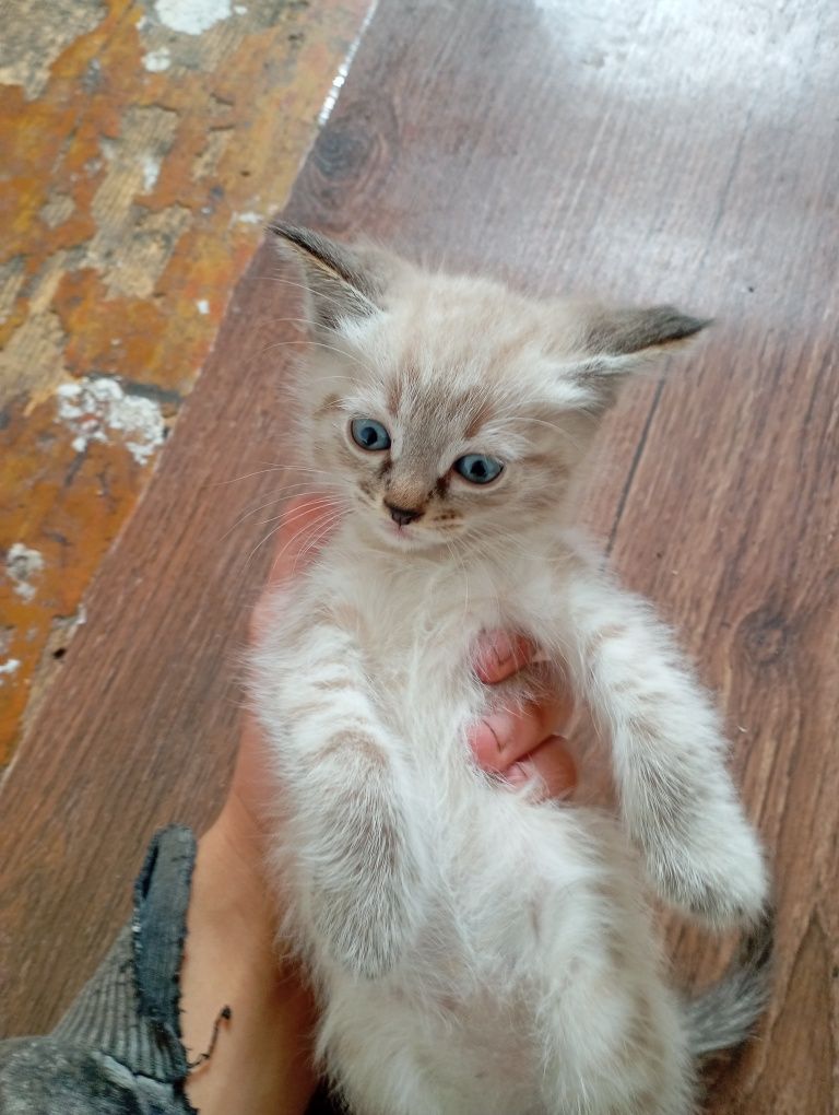 Котята  отдам в добрые руки