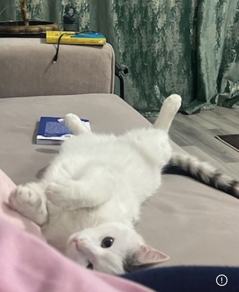 Отдам доброго кота в хорошие руки