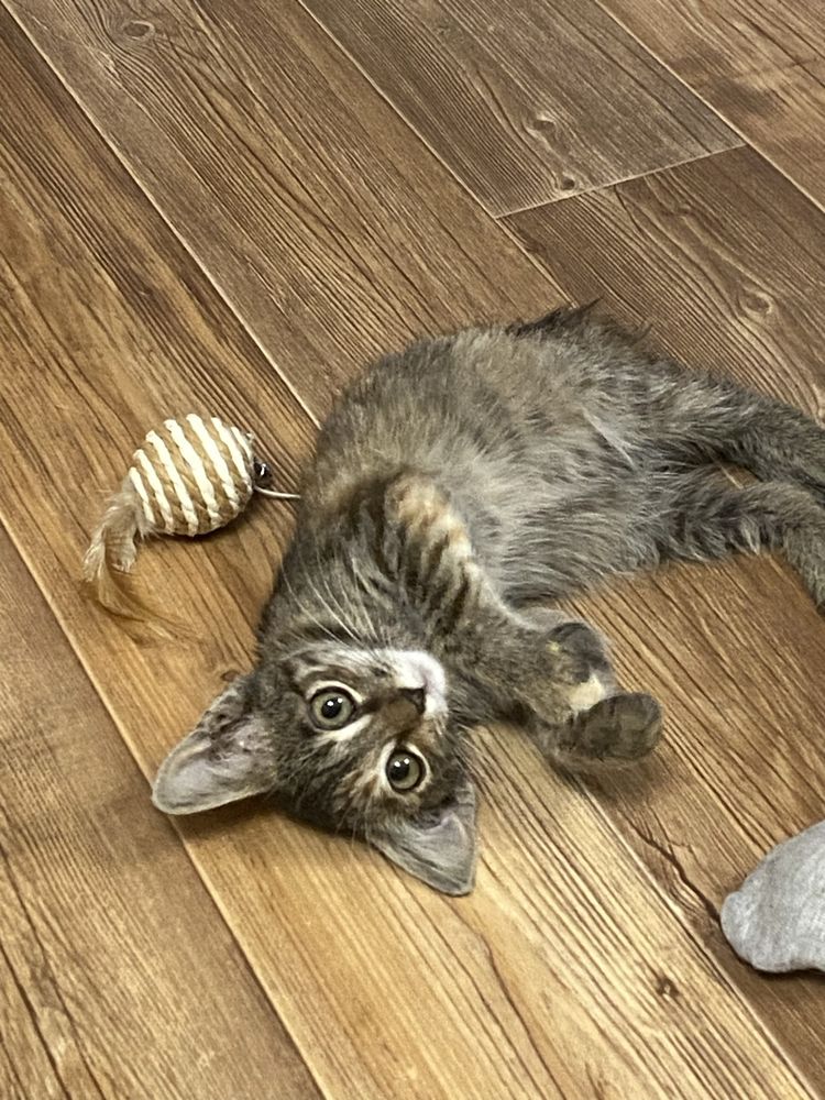 Отдам милого котенка