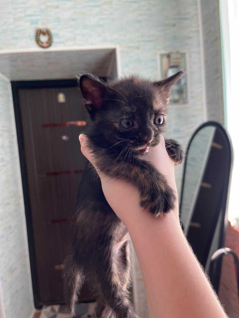 Отдам котят в добрые руки бесплатно