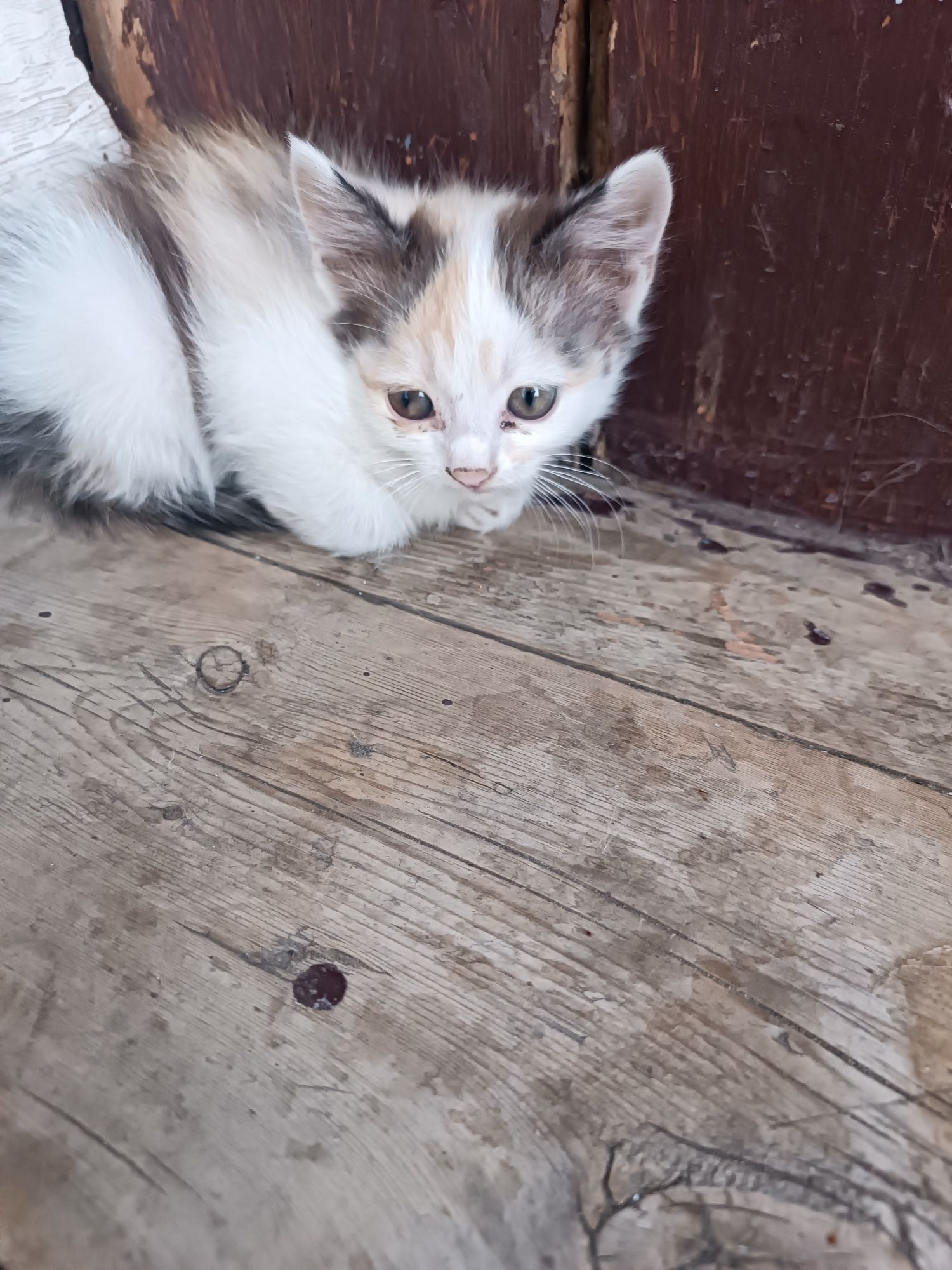 Котёнки отдам хорошие руки