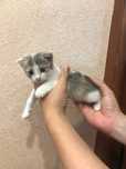 Котёнок вислоухий девочка