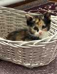 Котята в хорошие руки
