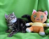 Шотландские котята