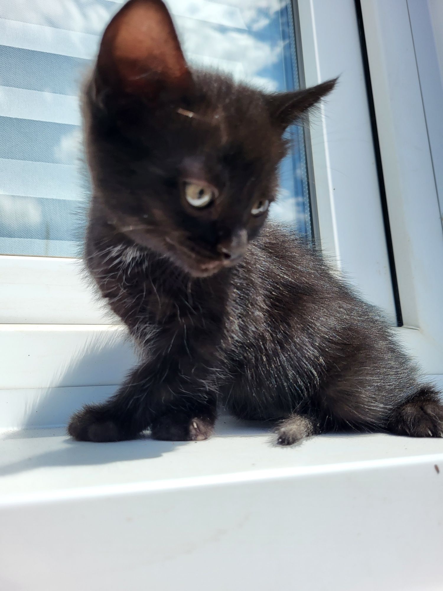 Отдам котят домашних, девочки 1,5 мес
