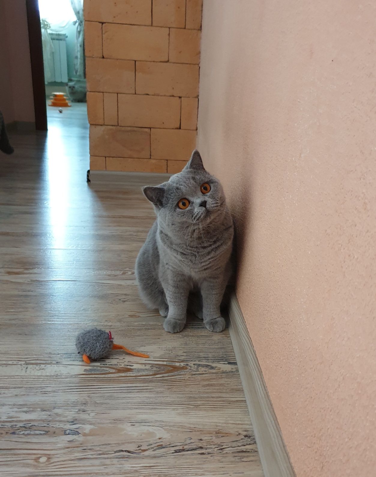 Британская кошка