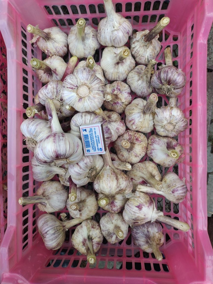Крупный , сортовой зимний чеснок