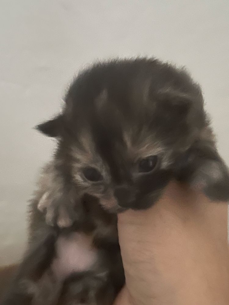 Котята в добрые руки бесплатно
