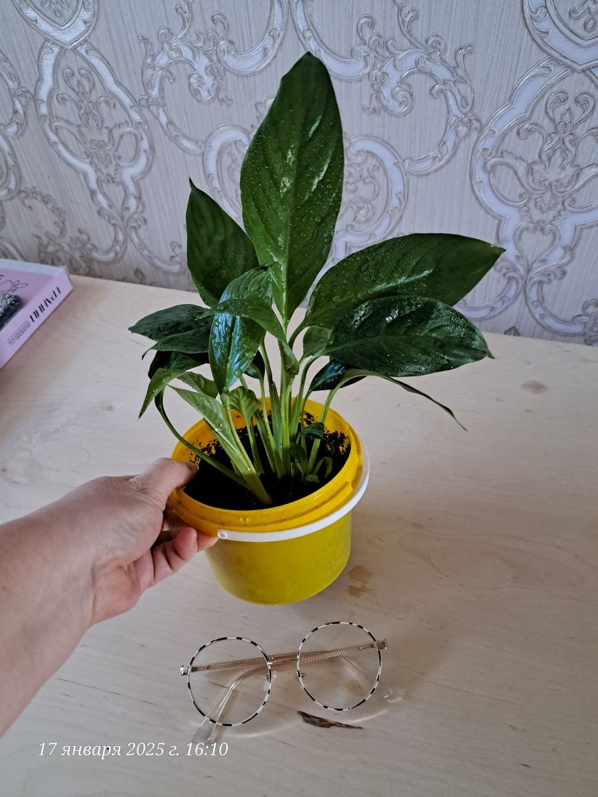 Продам Женское счастье